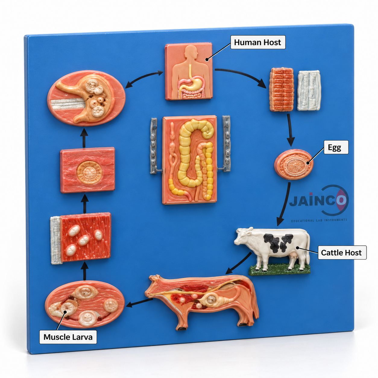 Life Cycle of Taenia Saginata Model